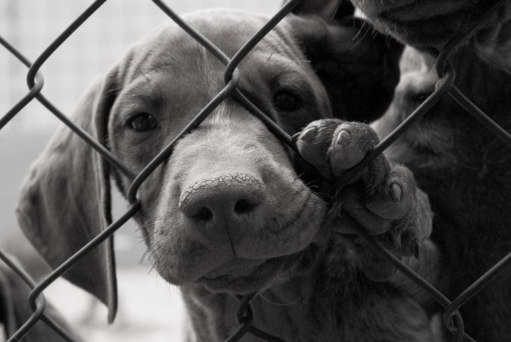 Därför bör du inte adoptera en utländsk gatuhund