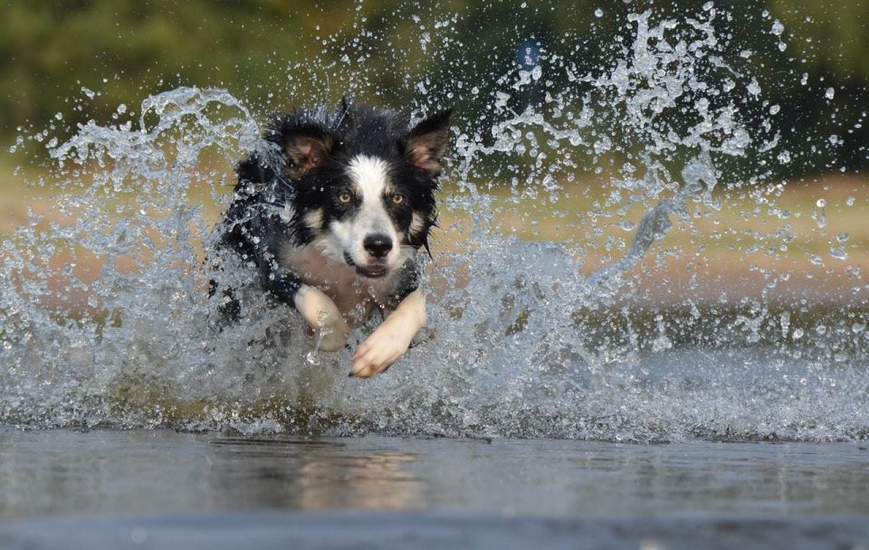 Bada med hunden