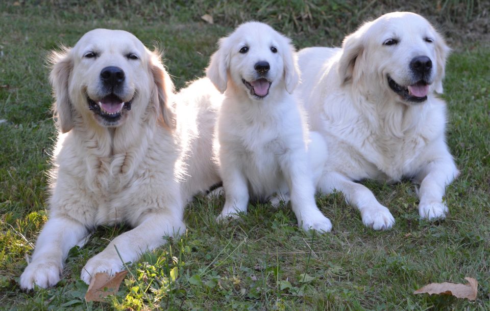 Golden retriever – en älskvärd hundras