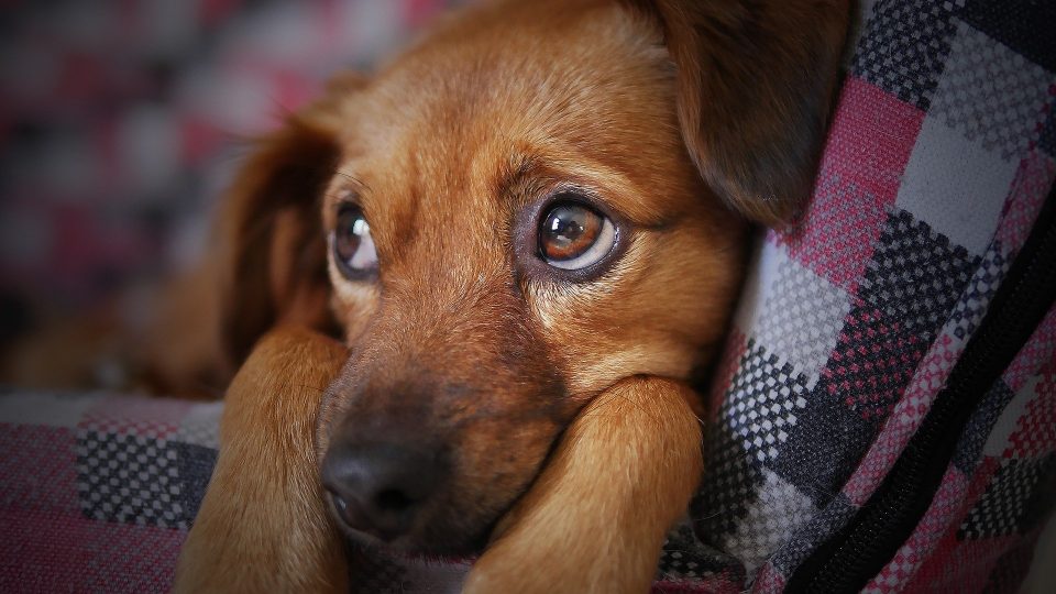 Hur hjälper man en sörjande hund?