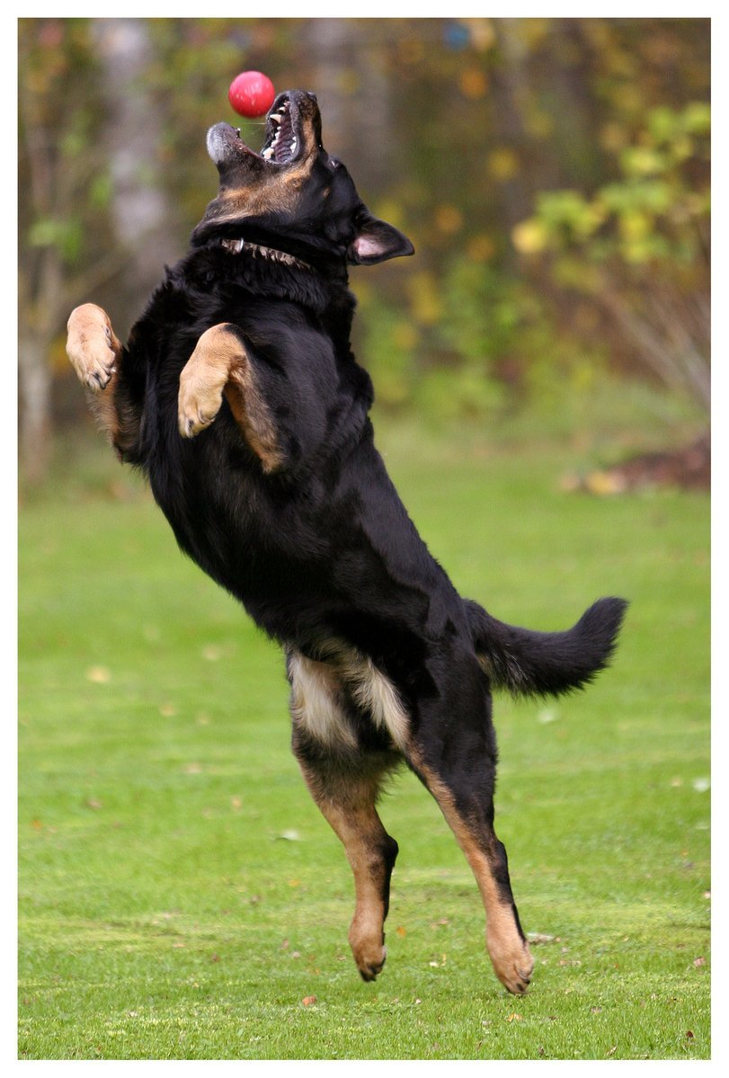 Viktiga tillbehör till hunden