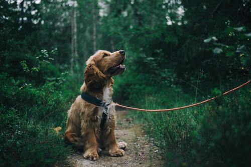 Hundpromenader är bra för både människa och hund